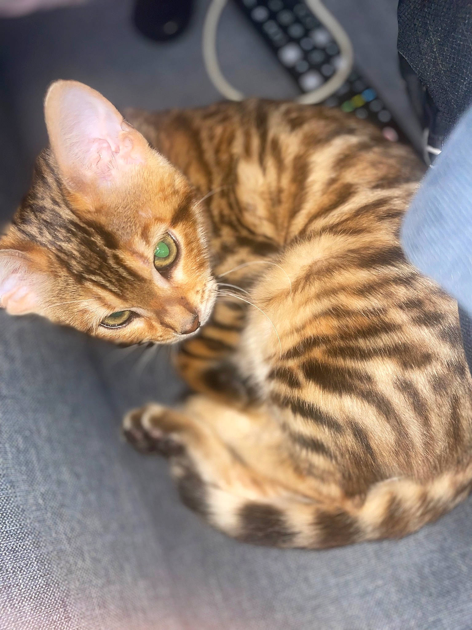 Kiara a rejoint le concours — aidez-le/la à gagner de superbes lots ! carnivore, cat, claw, comfort, computer_keyboard, domestic_short_haired_cat, fawn, felidae, fur, mammal, office_supplies, paw, remote_control, small_to_medium_sized_cats, snout, tail, terrestrial_animal, vertebrate, whiskers, wildlife