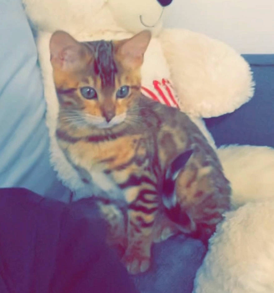 Kiara a rejoint le concours — aidez-le/la à gagner de superbes lots ! bed, carnivore, cat, claw, comfort, couch, domestic_short_haired_cat, ear, fawn, felidae, fur, nap, paw, sitting, sky, small_to_medium_sized_cats, snout, stuffed_toy, tail, whiskers