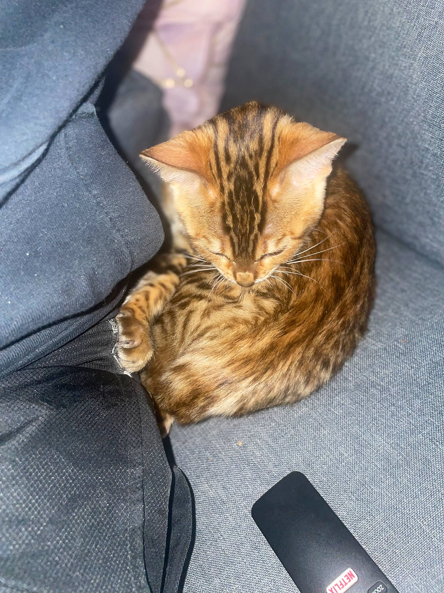 Kiara a rejoint le concours — aidez-le/la à gagner de superbes lots ! carnivore, cat, claw, comfort, communication_device, computer_data_storage, data_storage_device, domestic_short_haired_cat, fawn, felidae, fur, human_leg, mobile_phone, paw, portable_communications_device, small_to_medium_sized_cats, tail, tree, whiskers, wood