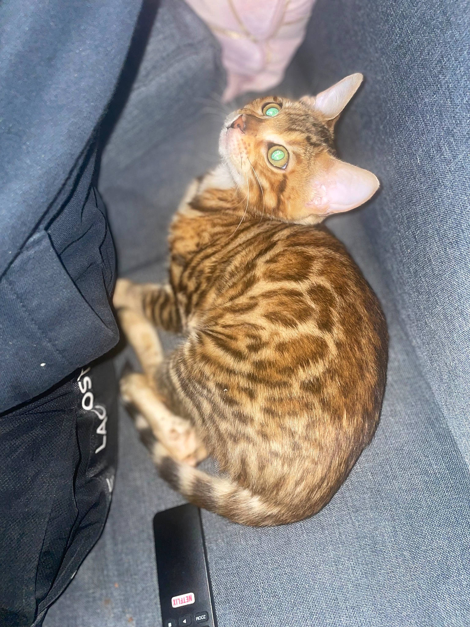 Kiara participe au concours pour gagner de l'argent avec cette photo : bengal, carnivore, cat, comfort, fawn, felidae, fur, head, sleeve, small_to_medium_sized_cats, tail, terrestrial_animal, whiskers, wildlife, wood