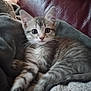 Arthena participe au concours pour gagner de l'argent avec cette photo : animal, blanket, cat, couch, cozy, cute, domestic, ears, eyes, feline, fur, indoor, kitten, pet, relaxed, resting, small, tabby, whiskers, young