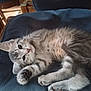 Arthena a rejoint le concours — aidez-le/la à gagner de superbes lots ! animal, blue, cat, curious, cushion, cute, domestic, feline, fur, gray_tabby, indoor, kitten, lying_down, paw, pet, relaxed, small, soft, whiskers, young