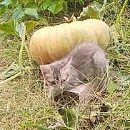 Arthena a rejoint le concours — aidez-le/la à gagner de superbes lots ! animal, crouching, cute, fall, feline, fur, garden, grass, gray_cat, green, kitten, leaves, nature, outdoor, plant, pumpkin, small, stem, vegetation, wild