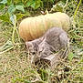 animal, crouching, cute, fall, feline, fur, garden, grass, gray_cat, green, kitten, leaves, nature, outdoor, plant, pumpkin, small, stem, vegetation, wild