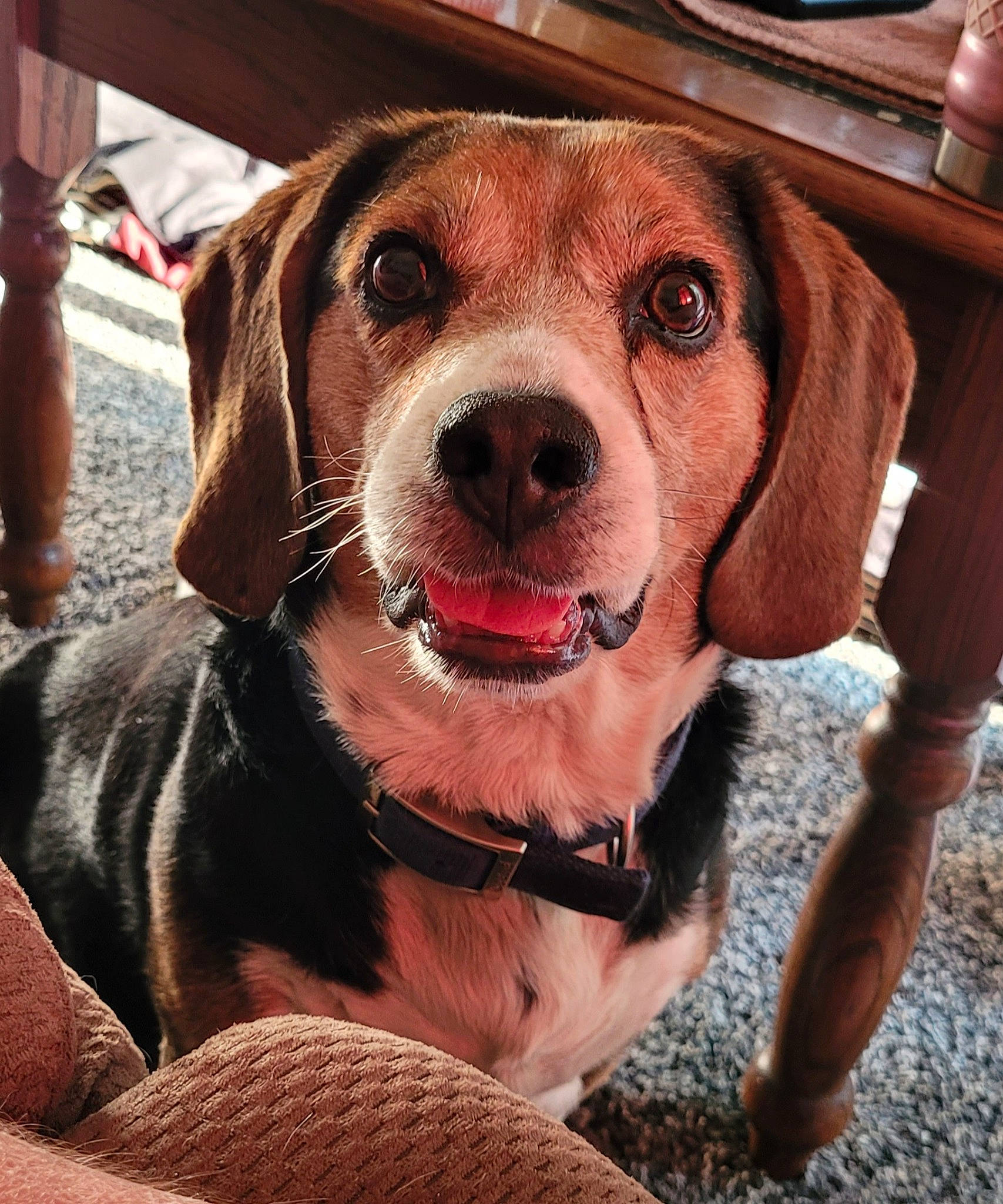 Bubby is registered to the contest to win money with this photo: carnivore, collar, companion_dog, dog, dog_breed, dog_collar, eyewear, fashion_accessory, fawn, goggles, happy, hat, leash, liver, pet_supply, snout, sporting_group, tableware, whiskers, working_animal