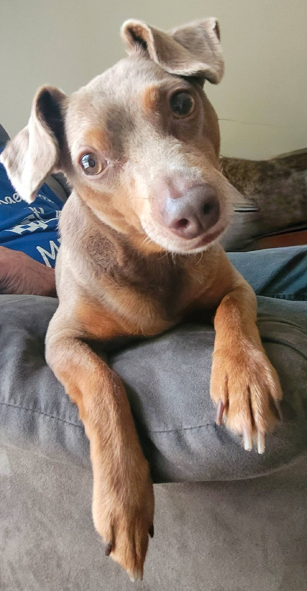 Wrigley joined the competition — help win amazing prizes! canidae, carnivore, collar, comfort, companion_dog, dog, dog_breed, dog_collar, ear, eye, fawn, fur, liver, non_sporting_group, pet_supply, sporting_group, terrestrial_animal, toy_dog, whiskers, working_animal