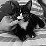 abyssinian, animal, bed, bedroom, blanket, bodypart, cat, couch, cushion, finger, furniture, hand, homedecor, indoors, kitten, manx, person, pet, quilt, room