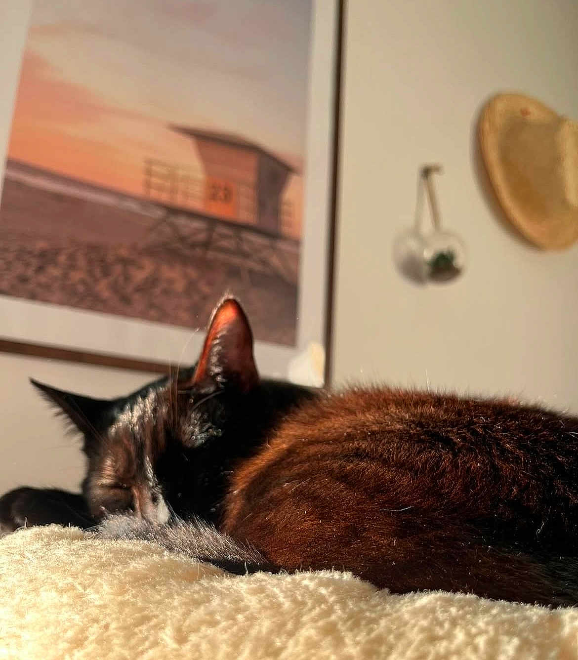 Milady a rejoint le concours — aidez-le/la à gagner de superbes lots ! animal, blackcat, blanket, cat, furniture, hardwood, homedecor, horizon, indoors, interiordesign, kitten, manx, nature, person, pet, sleeping, stainedwood, window, windowsill, wood