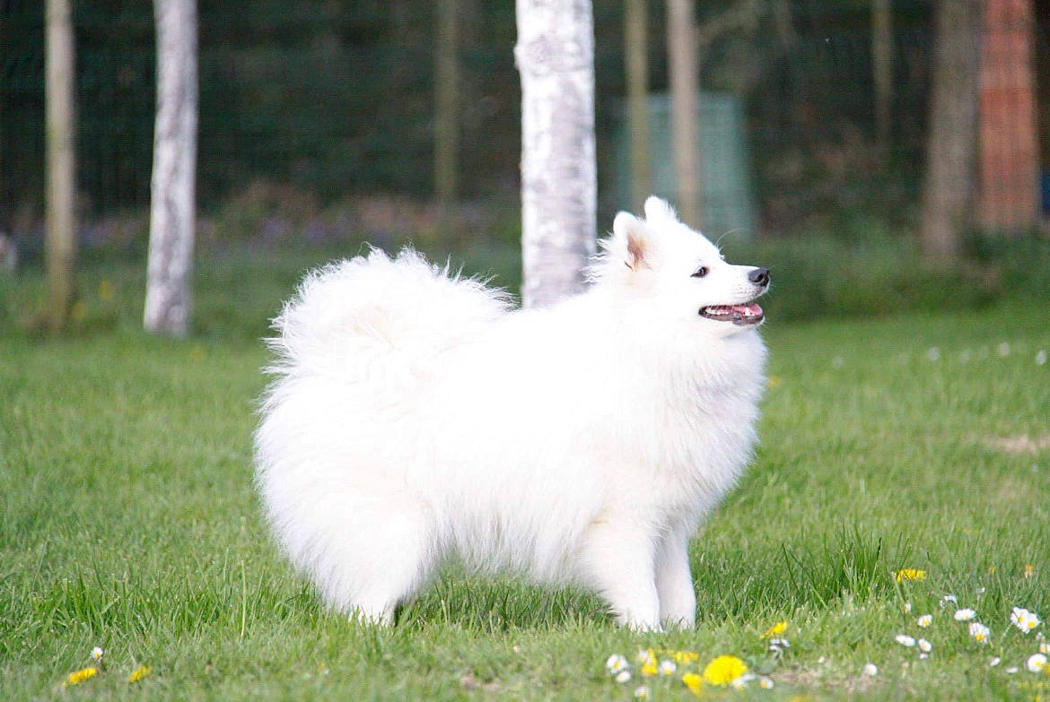 Isao a rejoint le concours — aidez-le/la à gagner de superbes lots ! american_eskimo_dog, ancient_dog_breeds, canidae, carnivore, companion_dog, dog, dog_breed, german_spitz, german_spitz_klein, german_spitz_mittel, grass, indian_spitz, japanese_spitz, plant, samoyed, spitz, sporting_group, volpino_italiano, working_animal, working_dog