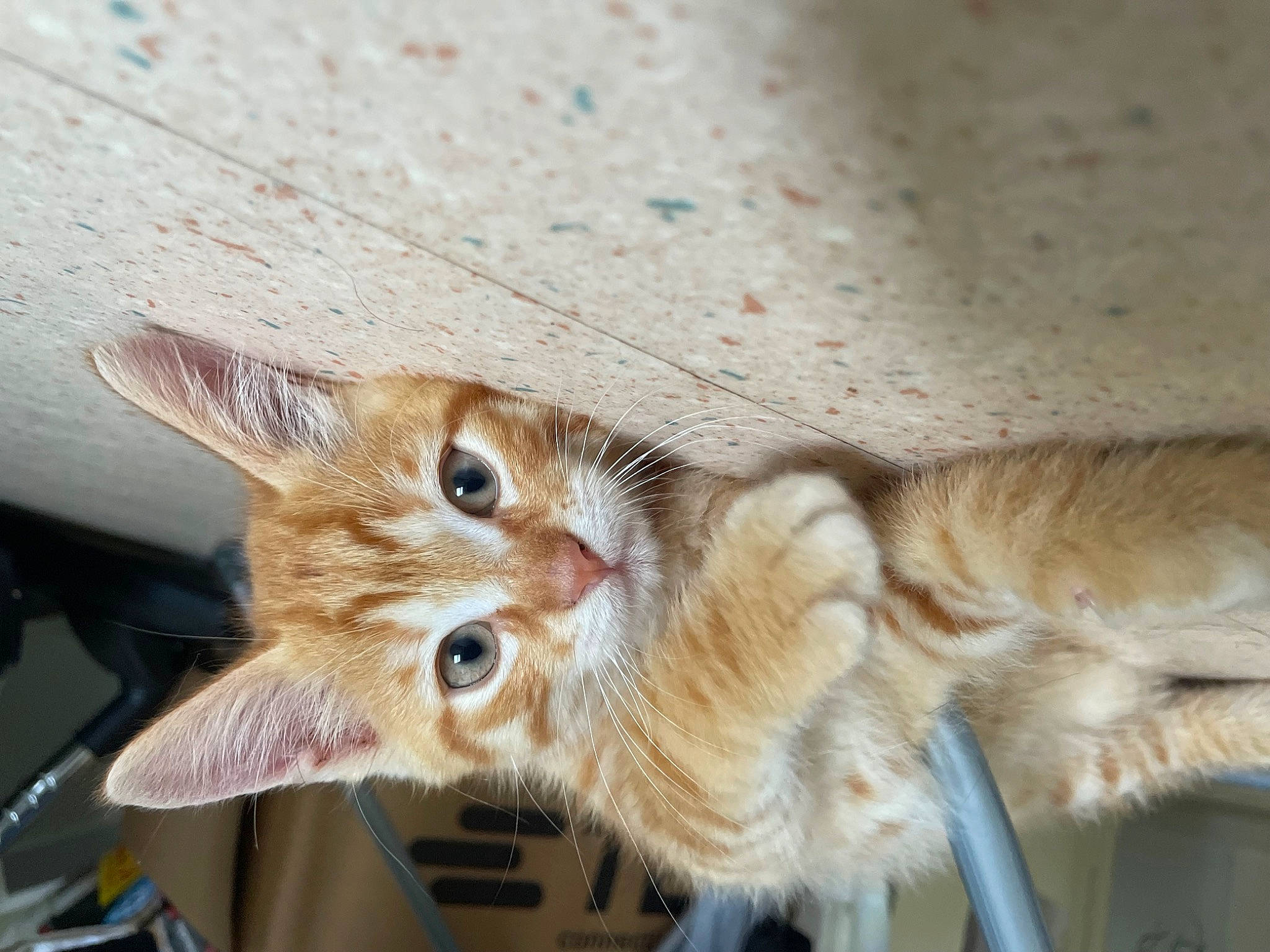 Oslo participe au concours pour gagner de l'argent avec cette photo : carnivore, cat, claw, domestic_short_haired_cat, ear, fawn, felidae, fur, paw, small_to_medium_sized_cats, snout, tail, whiskers, wood