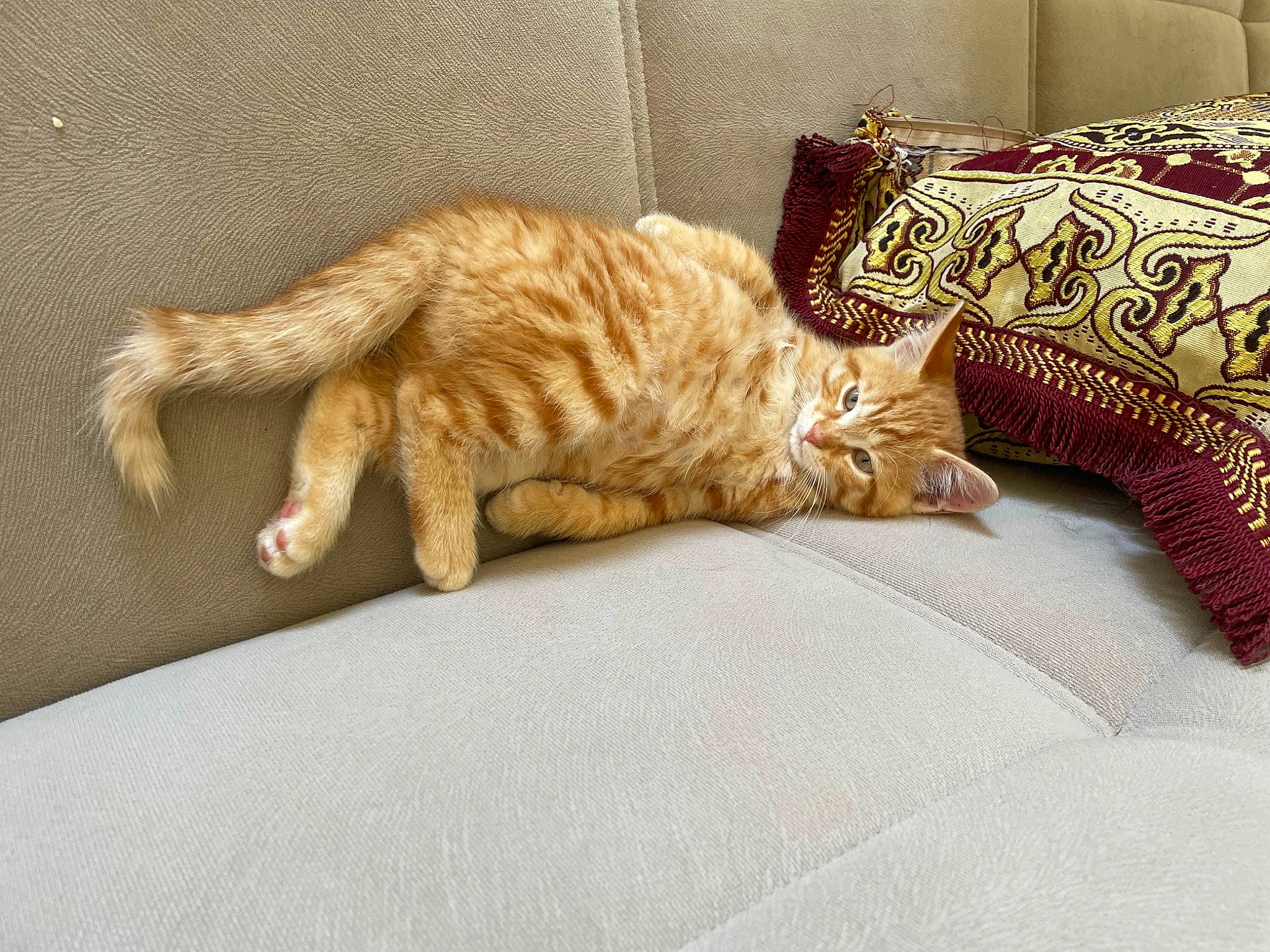 Oslo participe au concours pour gagner de l'argent avec cette photo : bedding, carnivore, cat, claw, comfort, couch, domestic_short_haired_cat, fawn, felidae, flooring, fur, linens, paw, room, small_to_medium_sized_cats, snout, tail, terrestrial_animal, whiskers, wood