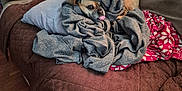 Harley is registered to the contest to win money with this photo: dog, tongue_out, blanket, couch, pillow, indoor, brown, cozy, pet, snuggling, fur, wood_floor, pile, fabric, relaxing, home, living_room, playful, wrapped, resting