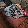dog, tongue_out, blanket, couch, pillow, indoor, brown, cozy, pet, snuggling, fur, wood_floor, pile, fabric, relaxing, home, living_room, playful, wrapped, resting