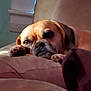 Harley is registered to the contest to win money with this photo: dog, puggle, couch, indoor, resting, brown, pet, animal, closeup, face, paw, relaxed, furniture, home, canine, expression, snout, ears, fur, comfort