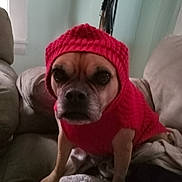Harley is registered to the contest to win money with this photo: dog, pet, animal, red_sweater, knit_hat, couch, blanket, indoor, furniture, cozy, brown_dog, small_dog, portrait, sitting, cute, warm_clothing, domestic, canine, soft_lighting, home