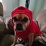 dog, pet, animal, red_sweater, knit_hat, couch, blanket, indoor, furniture, cozy, brown_dog, small_dog, portrait, sitting, cute, warm_clothing, domestic, canine, soft_lighting, home
