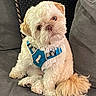 dog, puppy, small_dog, fluffy, white_fur, tan_fur, blue_harness, pet, sitting, couch, indoors, portrait, front_facing, brown_eyes, black_nose, long_tail, adorable, companion_animal, soft_fur, closeup
