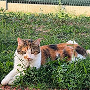 Yumy participe au concours pour gagner de l'argent avec cette photo : cat, calico_cat, feline, animal, pet, grass, garden, outdoors, lying_down, relaxed, staring, face, whiskers, ears, fur, orange_fur, black_fur, white_fur, gravel, fence