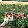 cat, calico_cat, feline, animal, pet, grass, garden, outdoors, lying_down, relaxed, staring, face, whiskers, ears, fur, orange_fur, black_fur, white_fur, gravel, fence