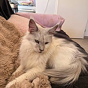 Vanille participe au concours pour gagner de l'argent avec cette photo : cat, long_hair, fluffy, cream_colored, blue_eyes, pet, feline, animal, sitting, lying_down, relaxed, sofa, blanket, plush, indoors, living_room, home, television, door, cozy