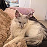 cat, long_hair, fluffy, cream_colored, blue_eyes, pet, feline, animal, sitting, lying_down, relaxed, sofa, blanket, plush, indoors, living_room, home, television, door, cozy