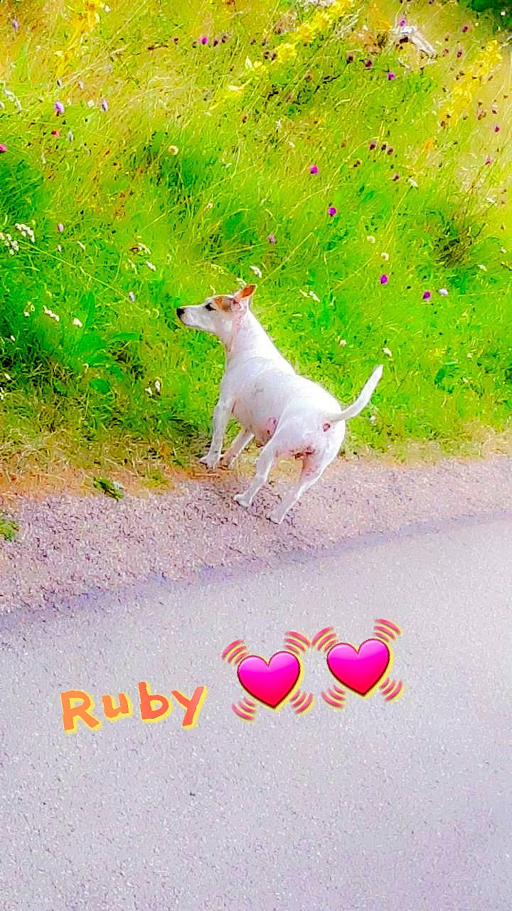 Ruby a rejoint le concours — aidez-le/la à gagner de superbes lots ! canidae, heart, illustration, love, pink