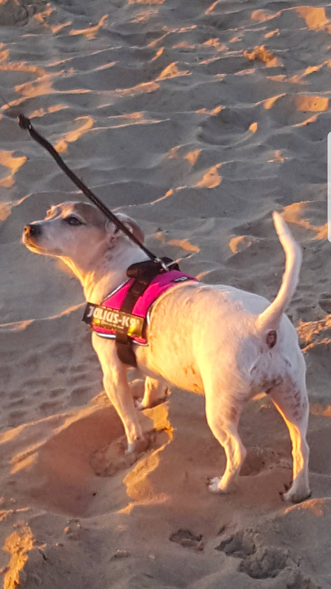 Ruby participe au concours pour gagner de l'argent avec cette photo : american_pit_bull_terrier, american_staffordshire_terrier, canidae, carnivore, dog, dog_breed, dog_collar, dog_walking, fawn, leash, mammal, non_sporting_group, perro_de_presa_canario, perro_de_presa_mallorquin, snout, sporting_group, vertebrate