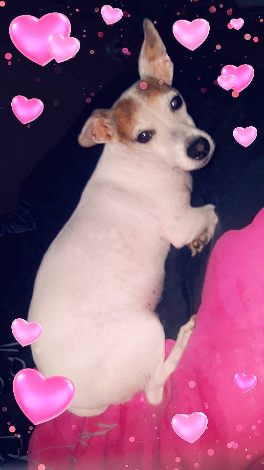 Ruby participe au concours pour gagner de l'argent avec cette photo : canidae, carnivore, chihuahua, companion_dog, dog, dog_breed, fawn, feist, mammal, pink, puppy, puppy_love, rare_breed_dog, rat_terrier