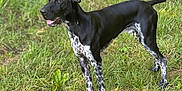 Vasco participe au concours pour gagner de l'argent avec cette photo : dog, black, white, spotted, grass, outdoor, animal, pet, standing, tongue_out, nature, canine, muzzle, ears, tail, daylight, fur, alert, background, portrait