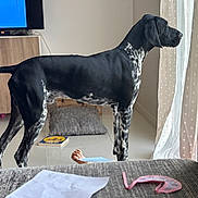 Vasco a rejoint le concours — aidez-le/la à gagner de superbes lots ! dog, black_and_white, standing, indoor, curtains, window, cushion, floor, child_hand, toy, paper, television, cabinet, living_room, furniture, polka_dot, tile_floor, pet, alert, domestic