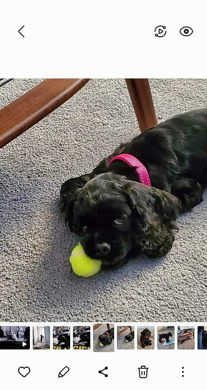 Piper