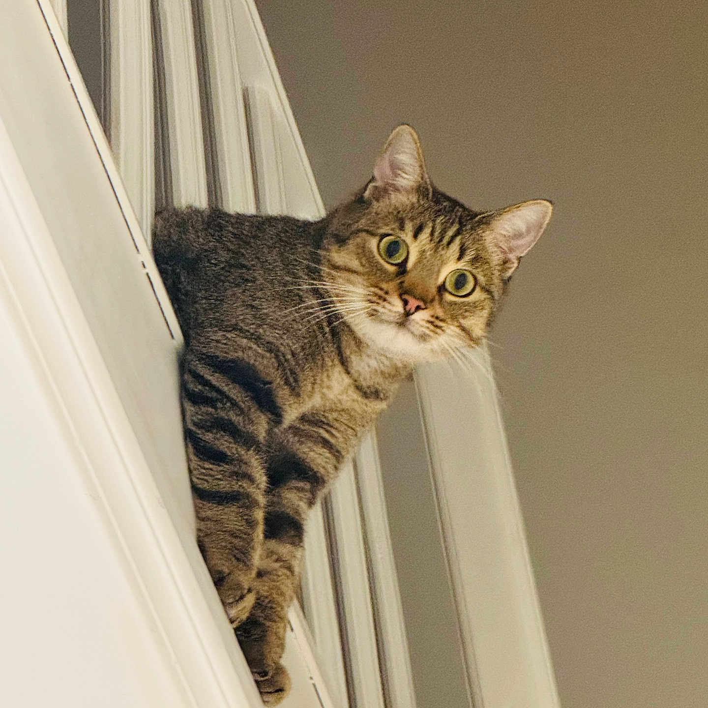 Lucky a rejoint le concours — aidez-le/la à gagner de superbes lots ! abyssinian, animal, architecture, building, cat, crib, furniture, handrail, hardwood, house, housing, indoors, infantbed, kitten, manx, pet, plywood, railing, staircase, wood