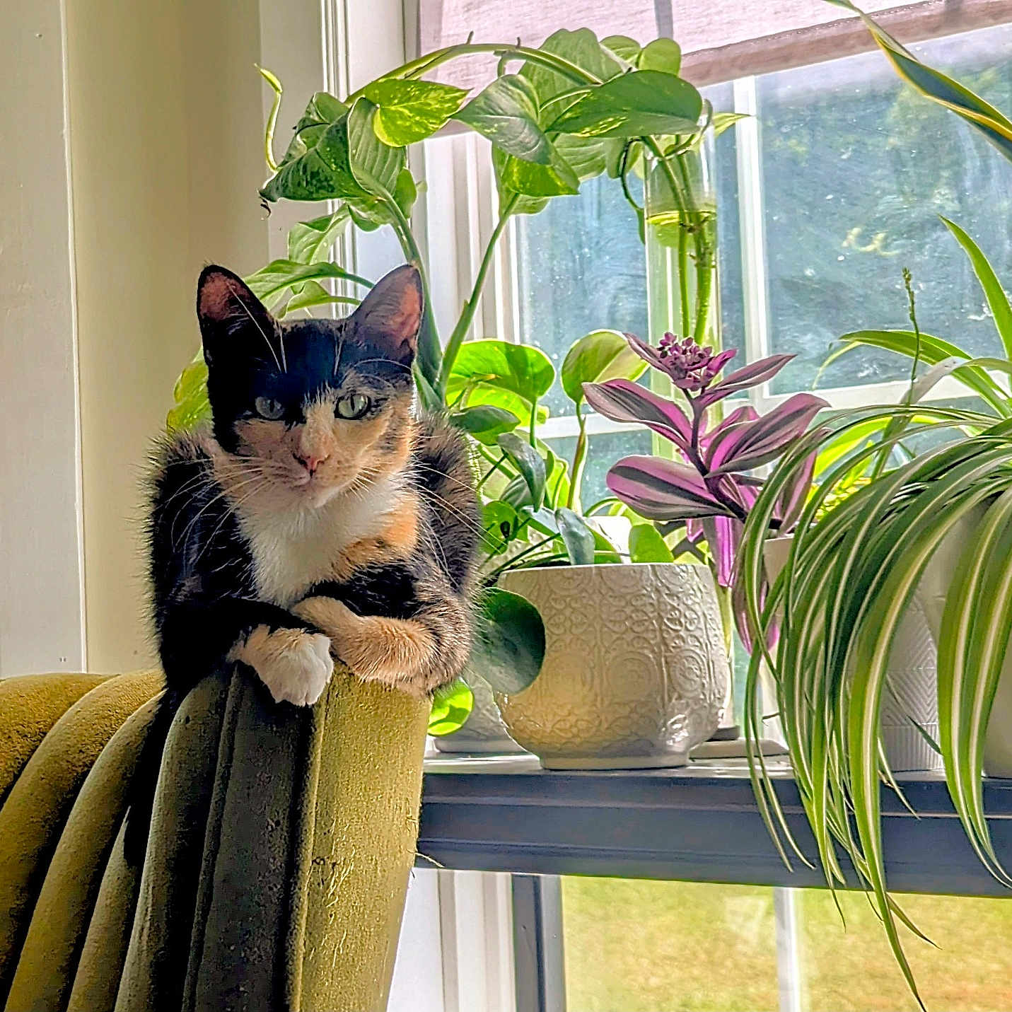 Tippy is registered to the contest to win money with this photo: animal, cat, chair, couch, cushion, flower, flowerarrangement, furniture, herbal, homedecor, jar, kitten, pet, plant, planter, pottedplant, pottery, vase, window, windowsill
