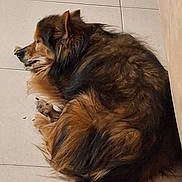 Hector a rejoint le concours — aidez-le/la à gagner de superbes lots ! dog, sleeping, curled_up, tile_floor, indoor, fluffy, brown_fur, black_fur, pet, paw, side_profile, nose, ears, cozy, resting, long_fur, mammal, floor_tile, home, nap