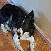 Lili a rejoint le concours — aidez-le/la à gagner de superbes lots ! dog, border_collie, pet, indoor, hardwood_floor, wall, baseboard, happy, smile, tongue, paws, fur, black_and_white, brown_eyes, ears, lying_down, corner, domestic, portrait, close_up