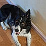 dog, border_collie, pet, indoor, hardwood_floor, wall, baseboard, happy, smile, tongue, paws, fur, black_and_white, brown_eyes, ears, lying_down, corner, domestic, portrait, close_up