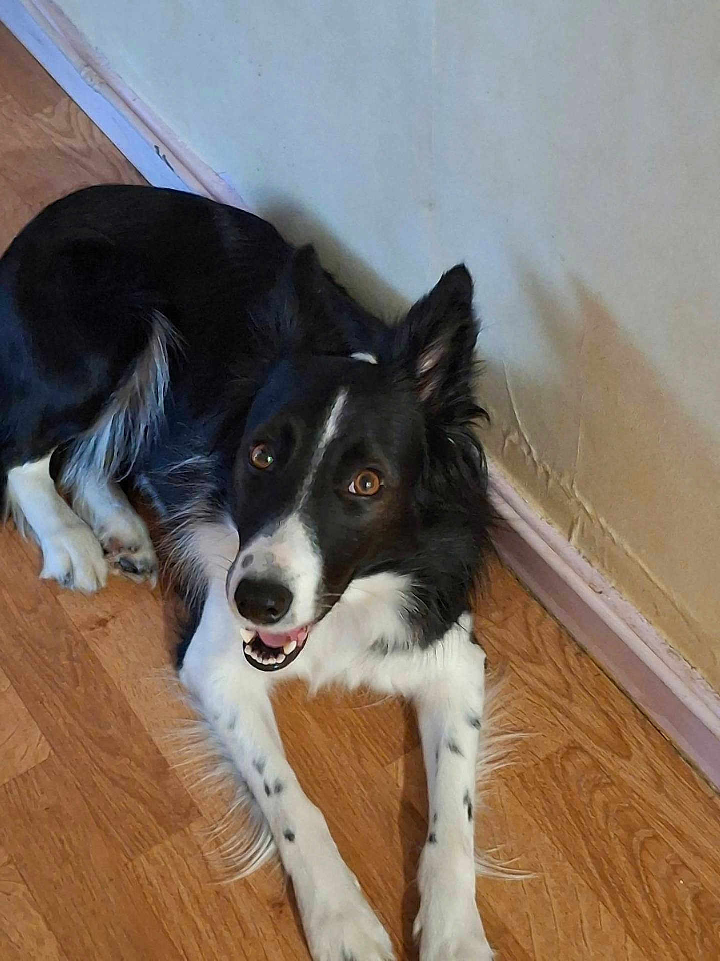 Lili a rejoint le concours — aidez-le/la à gagner de superbes lots ! dog, border_collie, pet, indoor, hardwood_floor, wall, baseboard, happy, smile, tongue, paws, fur, black_and_white, brown_eyes, ears, lying_down, corner, domestic, portrait, close_up