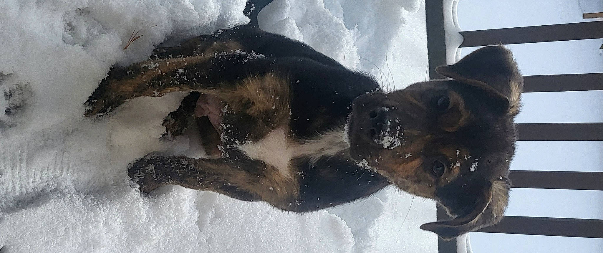 Duke joined the competition — help win amazing prizes! canidae, carnivore, dog, dog_breed, fin, fish, freezing, fur, guard_dog, marine_mammal, sculpture, snout, snow, sporting_group, tail, water, winter, working_animal
