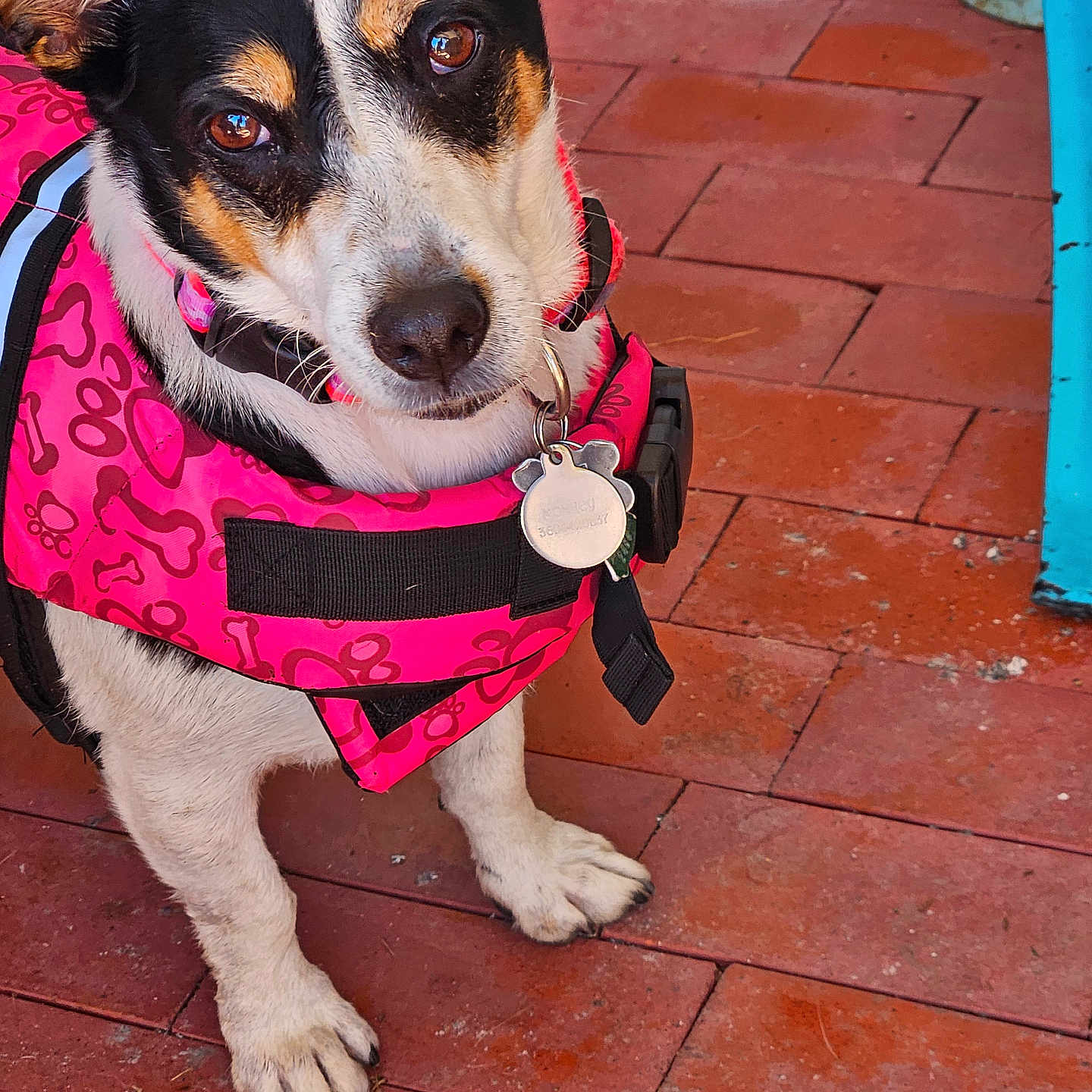 Monkey Moe is registered to the contest to win money with this photo: accessories, animal, bag, brick, canine, clothing, dog, flagstone, handbag, hound, husky, leash, lifejacket, path, pet, puppy, slate, strap, vest, walkway