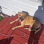 animal, brown_dog, canine, collar, daylight, dog, happy, house_wall, leash, outdoor, pet, red_paint, relaxed, resting, shadow, stairs, summer, sunlight, tongue_out, wooden_stairs