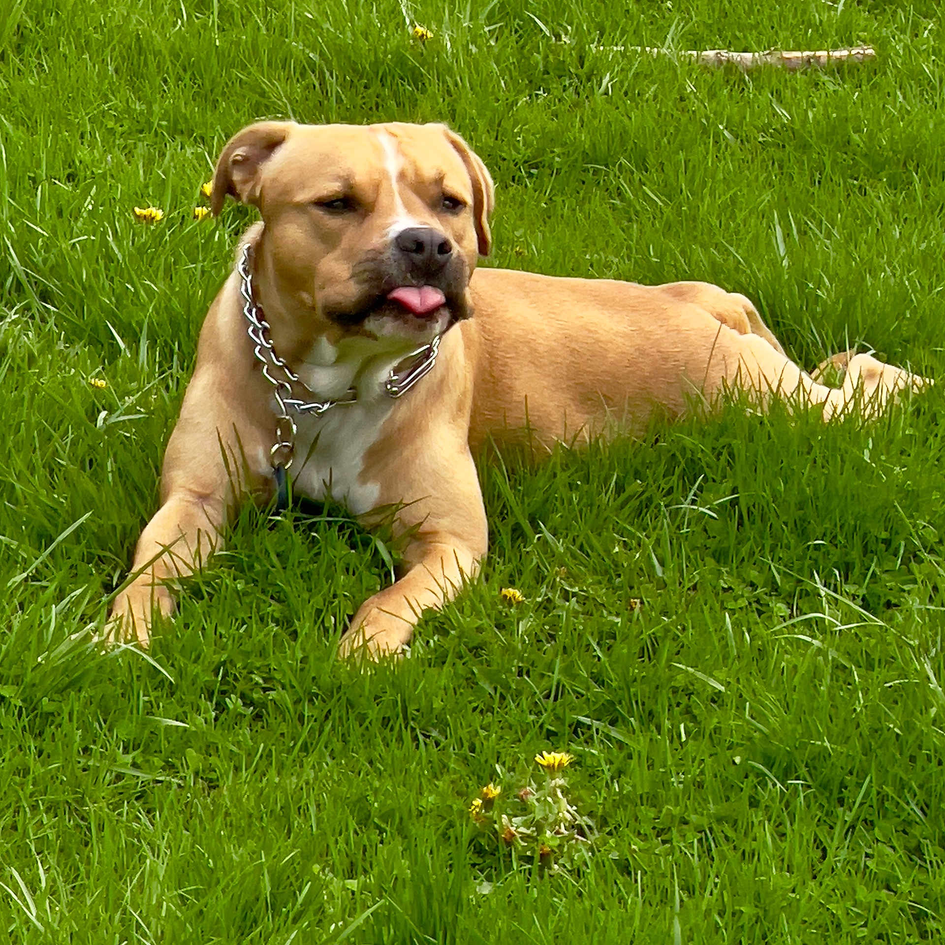 Bandit joined the competition — help win amazing prizes! animal, canine, chain_collar, collar, daylight, dog, ears, field, grass, greenery, lying_down, muzzle, nature, outdoor, pet, playful, resting, summer, tan_dog, tongue_out