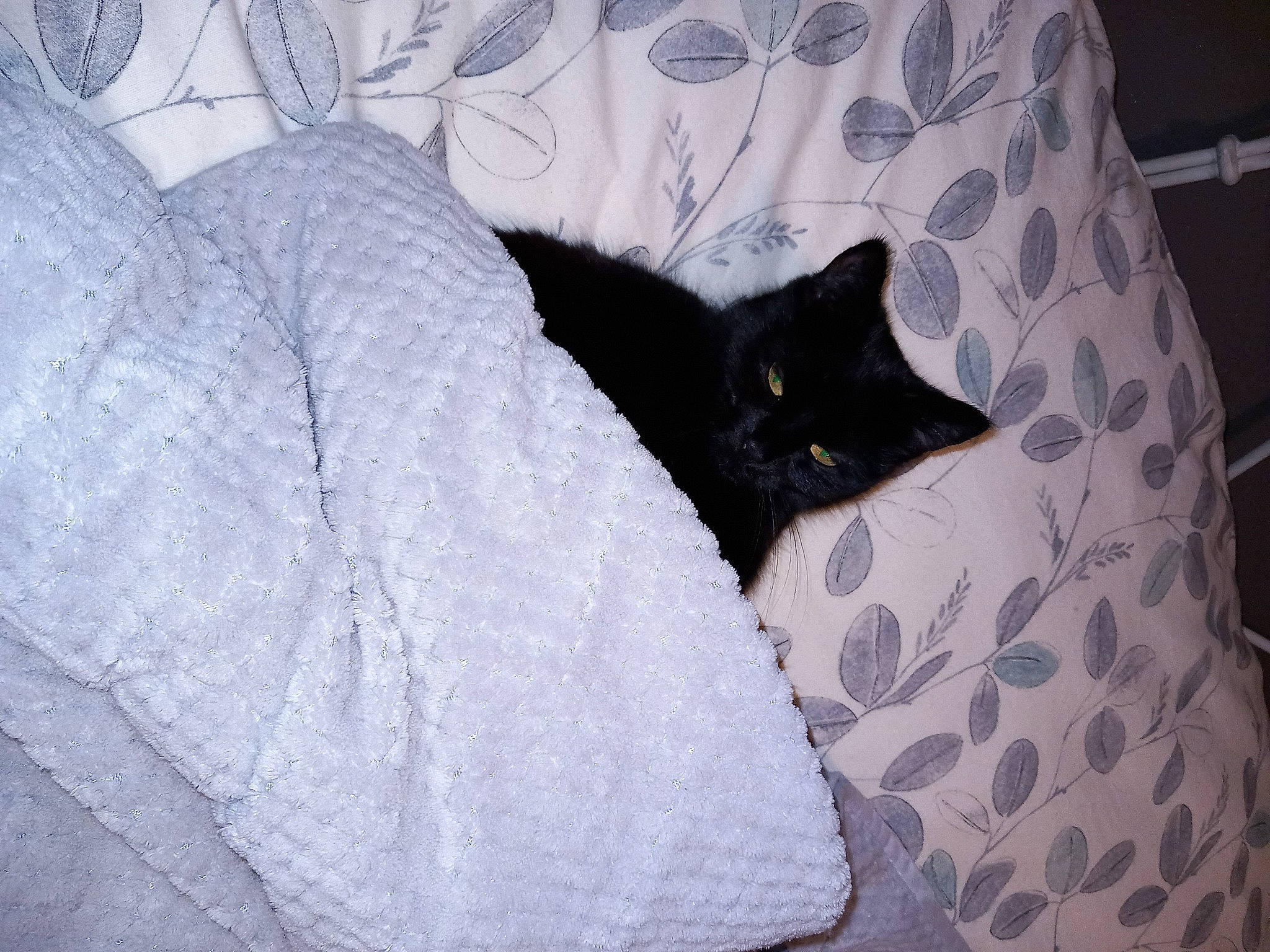 Minnie a rejoint le concours — aidez-le/la à gagner de superbes lots ! bag, bedding, black_cat, bombay, carnivore, cat, cat_supply, comfort, couch, curtain, domestic_short_haired_cat, felidae, fur, grey, linens, pattern, room, small_to_medium_sized_cats, tail, whiskers