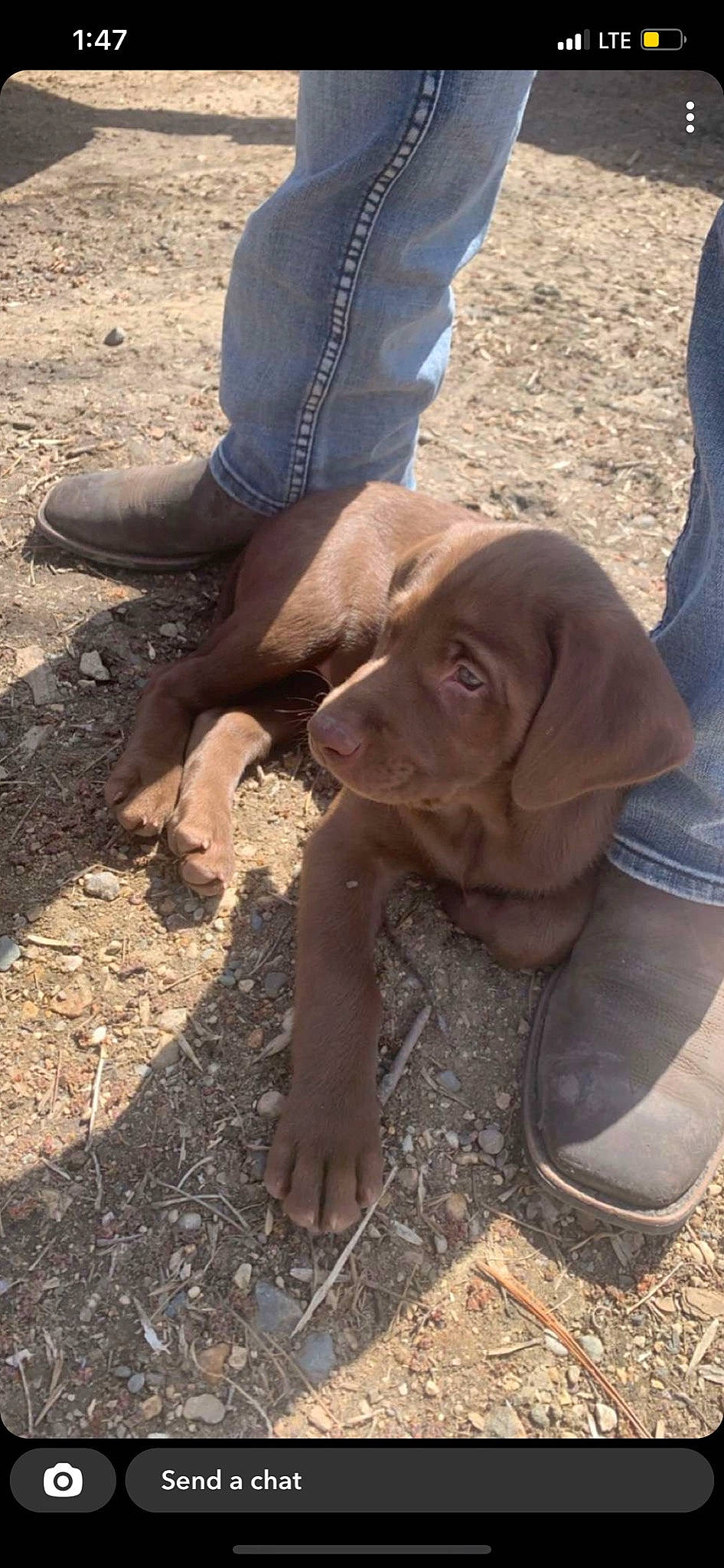 Parker is registered to the contest to win money with this photo: canidae, carnivore, companion_dog, dog, dog_breed, fawn, fur, grass, gun_dog, hunting_dog, liver, plant, pointing_breed, snout, soil, sporting_group, terrestrial_animal, wood, working_animal, wrinkle