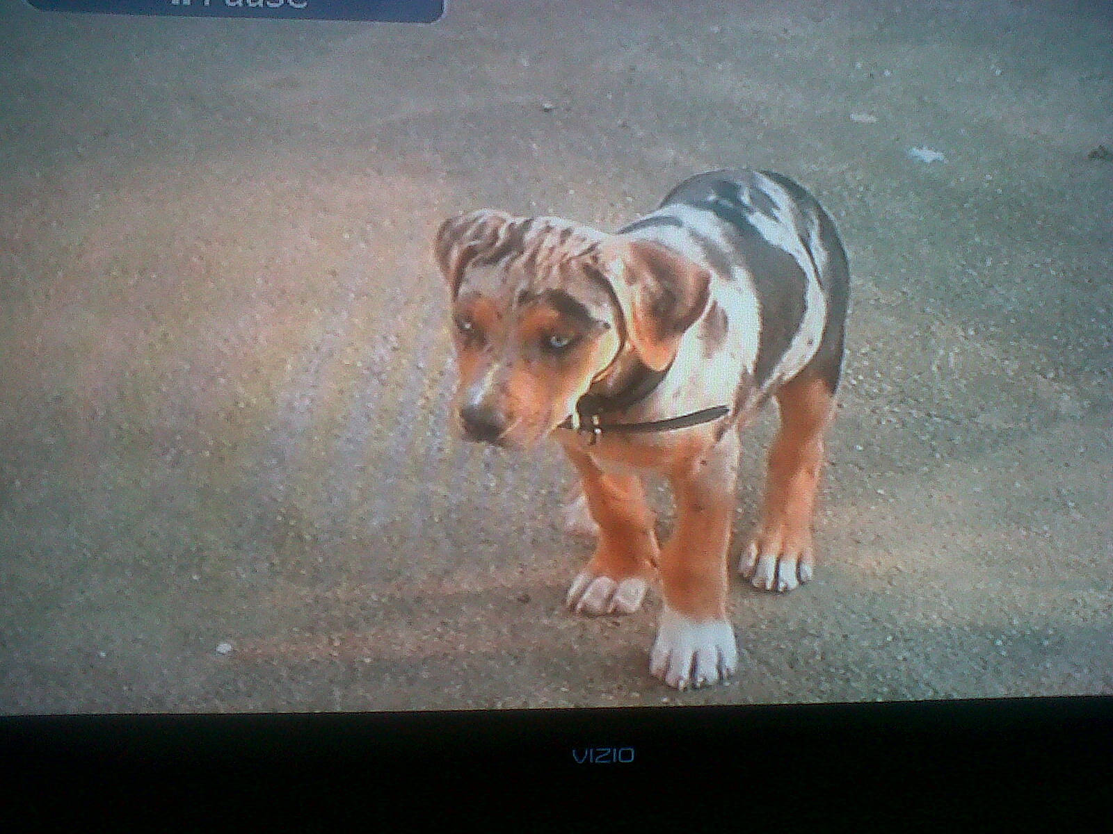 Pearl joined the competition — help win amazing prizes! asphalt, cable_television, carnivore, companion_dog, display_device, dog, dog_breed, dog_supply, electronic_device, fawn, flat_panel_display, font, output_device, rectangle, snout, sporting_group, tail, television, television_set, working_animal