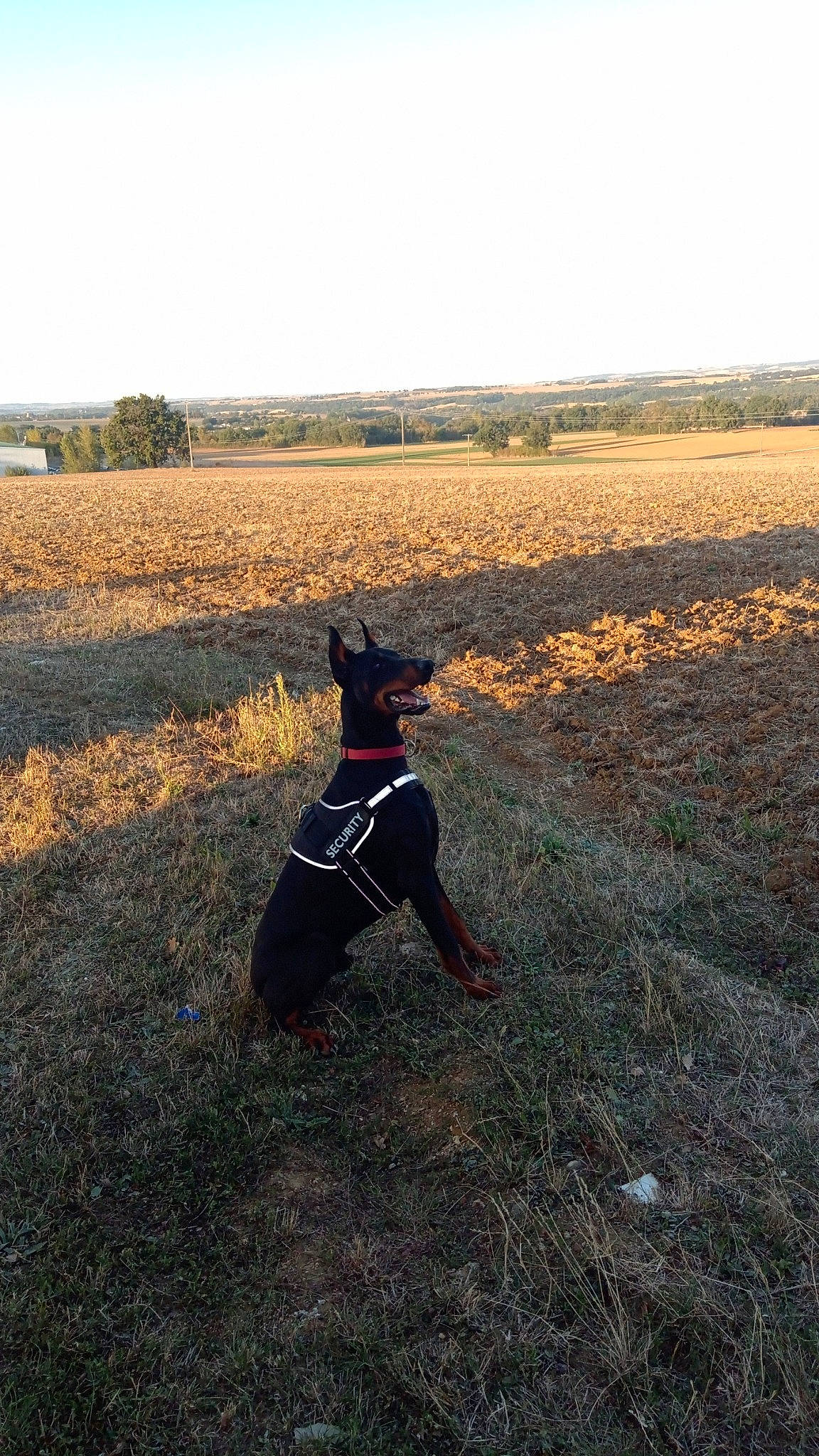 King participe au concours pour gagner de l'argent avec cette photo : canidae, carnivore, cloud, collar, dog, dog_breed, dog_supply, fawn, grass, grassland, horizon, landscape, plain, plant, prairie, sky, sporting_group, tail, tree, wood