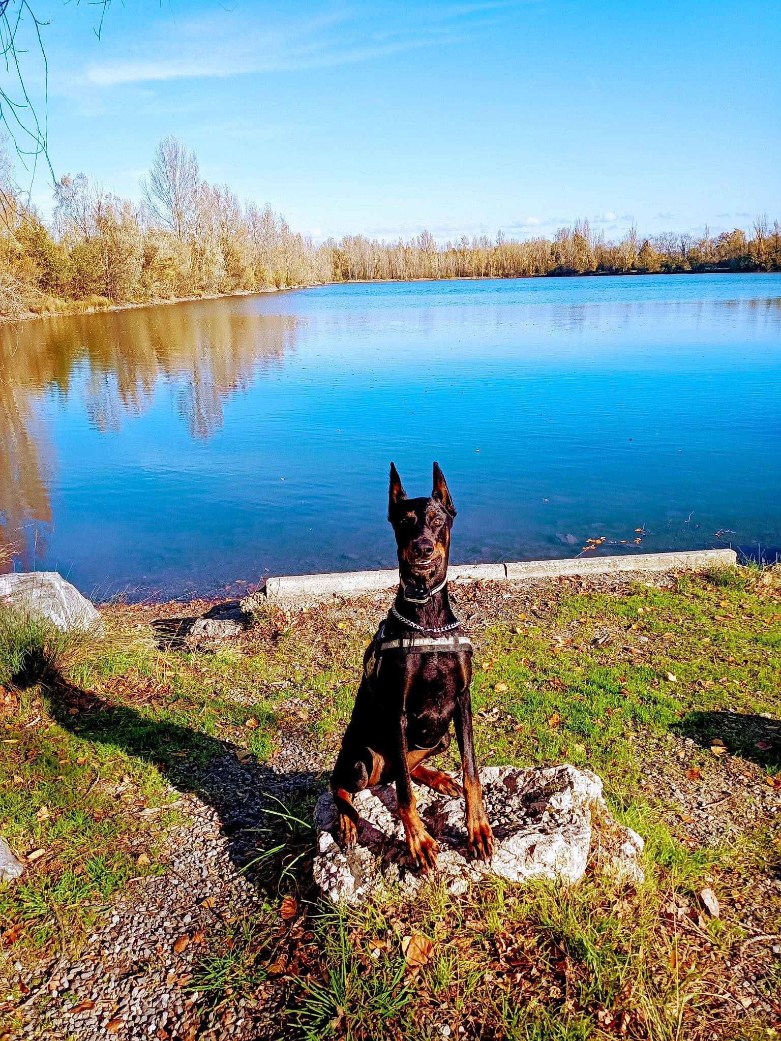 King a rejoint le concours — aidez-le/la à gagner de superbes lots ! carnivore, cloud, collar, dog, dog_breed, dog_supply, fawn, grass, grassland, herding_dog, lacustrine_plain, lake, landscape, natural_landscape, plant, sky, tree, water, wood, working_animal