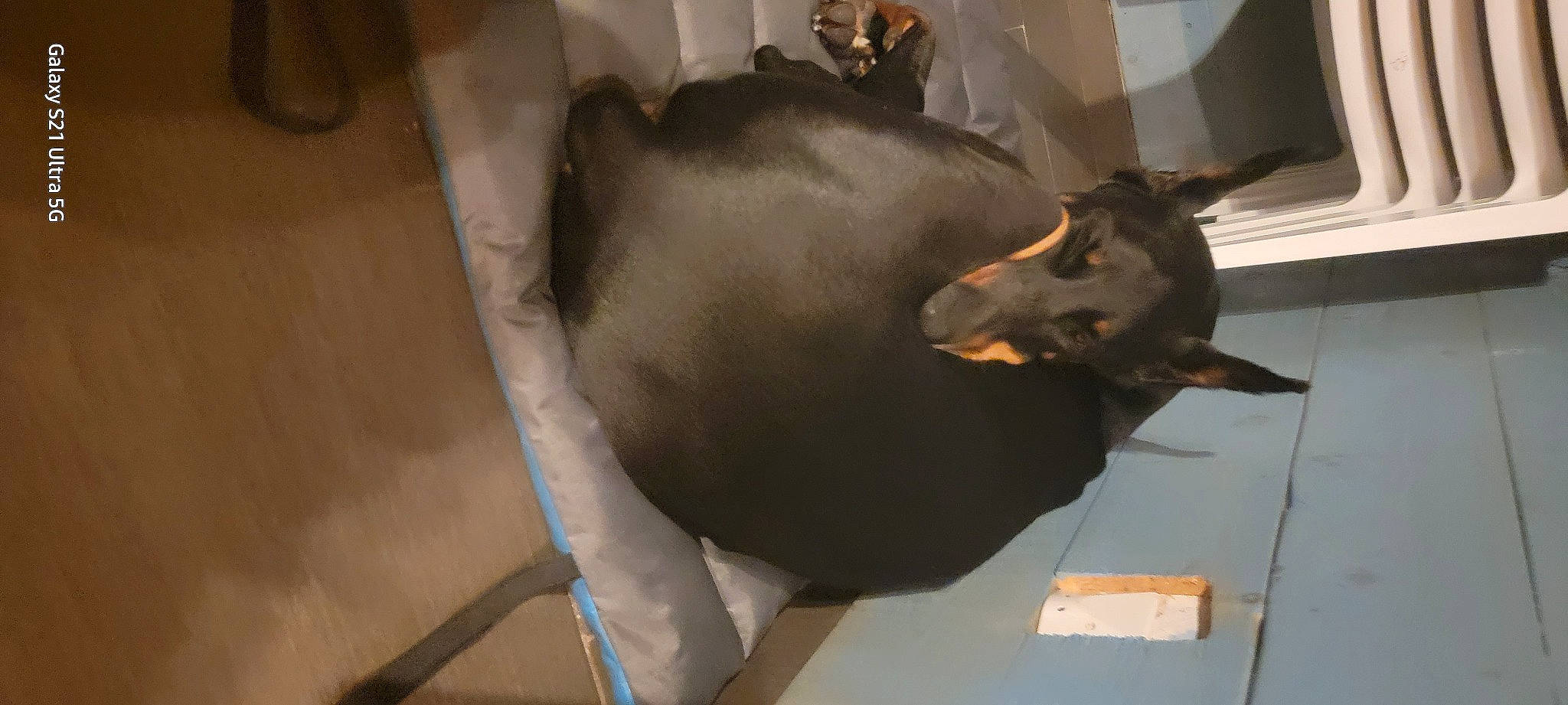 King a rejoint le concours — aidez-le/la à gagner de superbes lots ! canidae, carnivore, comfort, companion_dog, dog, dog_breed, ear, fawn, flooring, fur, guard_dog, liver, metal, non_sporting_group, small_to_medium_sized_cats, snout, sporting_group, toy_dog, whiskers, working_animal