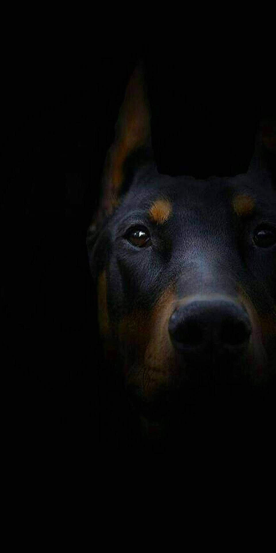 King a rejoint le concours — aidez-le/la à gagner de superbes lots ! canidae, carnivore, companion_dog, darkness, dog, dog_breed, ear, electric_blue, fur, guard_dog, midnight, night, snout, sporting_group, terrestrial_animal, whiskers, working_animal, working_dog