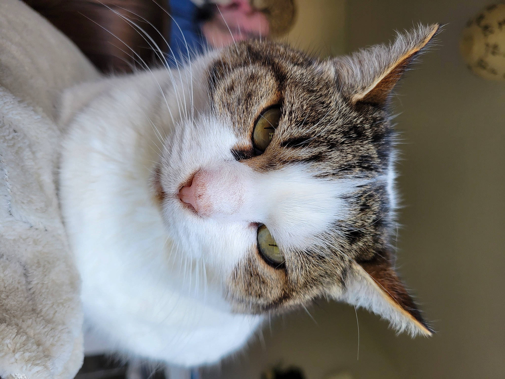 Chipie a rejoint le concours — aidez-le/la à gagner de superbes lots ! carnivore, cat, claw, domestic_short_haired_cat, felidae, fur, grass, paw, plant, small_to_medium_sized_cats, snout, tail, terrestrial_animal, tree, whiskers