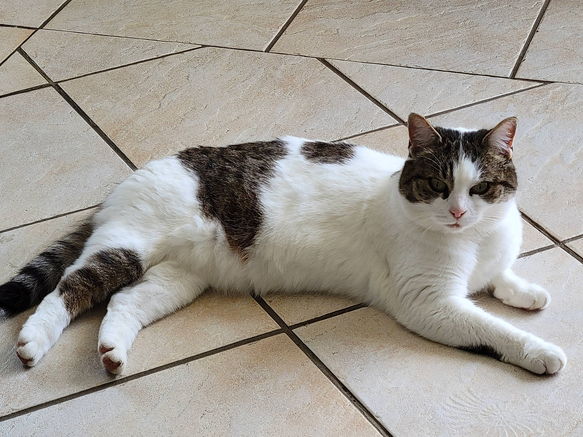 Chipie participe au concours pour gagner de l'argent avec cette photo : carnivore, cat, comfort, domestic_short_haired_cat, felidae, flooring, foot, fur, grey, human_leg, paw, small_to_medium_sized_cats, tail, terrestrial_animal, whiskers